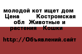 молодой кот ищет дом › Цена ­ 10 - Костромская обл. Животные и растения » Кошки   